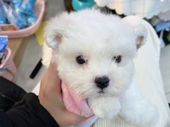 -唐小姐の猫狗洗护·购宠旗舰店(周浦万达店)