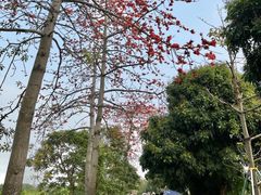 -海珠湖公园