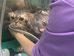 -北京观赏动物医院·24小时大型综合·猫专科·异宠专科