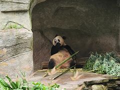 -中国大熊猫保护研究中心雅安碧峰峡基地