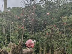 -新加坡飞禽公园