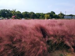 -鹅湖玫瑰文化园