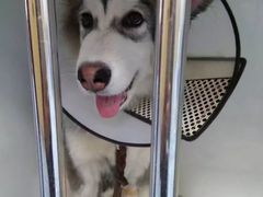 -瑞派·关忠动物医院·异宠专科·犬猫肿瘤·皮肤专科(望京店)