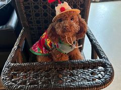 -百好乐宠物友好餐厅(朝外大街店)