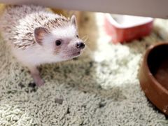 -more than meow吴止猫主题餐厅(承德 中船汇店)