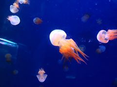 -临沂极地海洋王国
