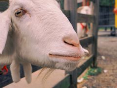 -前小桔亲子创意农场·草莓采摘·露营烧烤