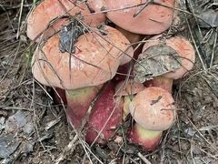 -菌之家·专业纯野生菌火锅·特色炒菌