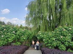 -天府芙蓉园