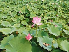 -莲花池公园