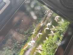 -广州长隆飞鸟乐园