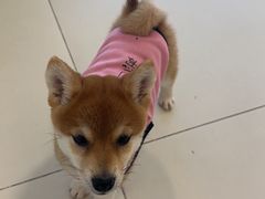 -怪兽屋·羊驼·猫咖·狗咖(俊华广场店)