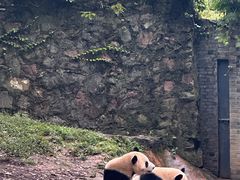 -都江堰中华大熊猫苑