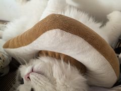 -可蒙动物医院·猫科·骨科中心(首义路店)