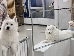 -共舞时光猫咖·狗咖(新街口店)