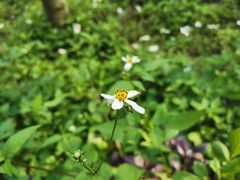 -云溪植物园