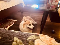 -纳吉亚猫专科动物诊疗中心(蒋宅口分院)