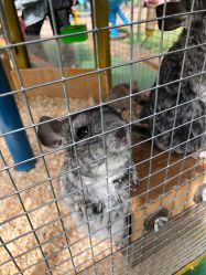 -萌宠亲子动物乐园(槐房万达店)