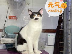 -三猫黑鱼花(南大店)