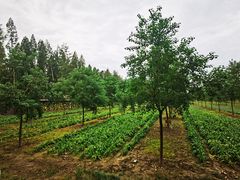 -黄海国家森林公园