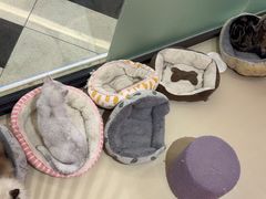 -三花喵·撸猫购宠·宠物生活馆(虹桥南丰城店)