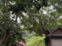 -野象谷景区
