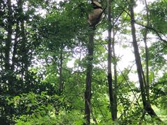景点-成都大熊猫繁育研究基地