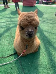 -萌宠亲子动物乐园(槐房万达店)