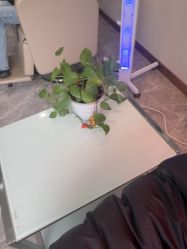 -碧莲盛·不剃发植发