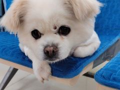 -利又安动物医院··老年病·猫科犬科·中兽医