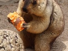 -泉州海丝野生动物世界