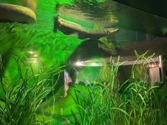 -上海海洋水族馆