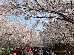 -高东镇樱花园