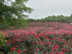 -都江堰玫瑰花溪谷