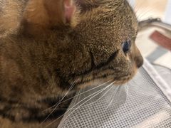 -谐和益家动物医院·免疫绝育·血液透析·宠保定点医院(高新伊藤分院)