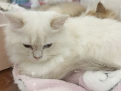-万达广场(合肥包河店)