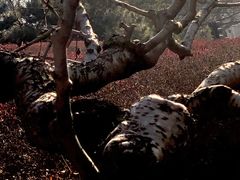 -元大都城垣遗址公园