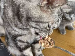 -平行世界·猫咖(首经贸店)