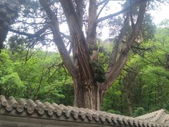 -北京上方山国家森林公园
