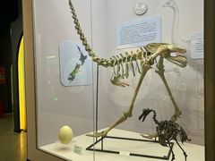 -国家自然博物馆