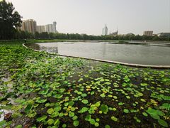 -莲花池公园