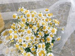 -溪岸路花鸟市场