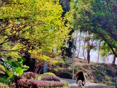 -广州市石门国家森林公园