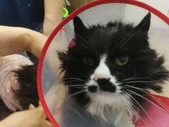 -瑞派·关忠动物医院·异宠专科·犬猫肿瘤·皮肤专科(望京店)