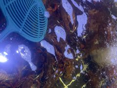 -聚盛源蒸汽海鲜火锅烤肉自助(巨川金海岸购物广场店)