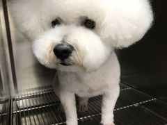 -宠福鑫康馨动物医院·骨科·眼科