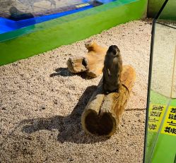 -未来动物城动物主题公园(大悦城店)