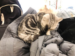 -共舞时光猫咖·狗咖(新街口店)
