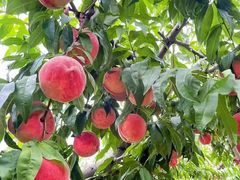 -老袁家蜜桃农场·阳山水蜜桃