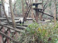 -成都大熊猫繁育研究基地